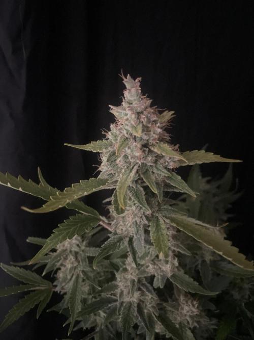 Banana Blaze Auto Dutch Passion. Week 11