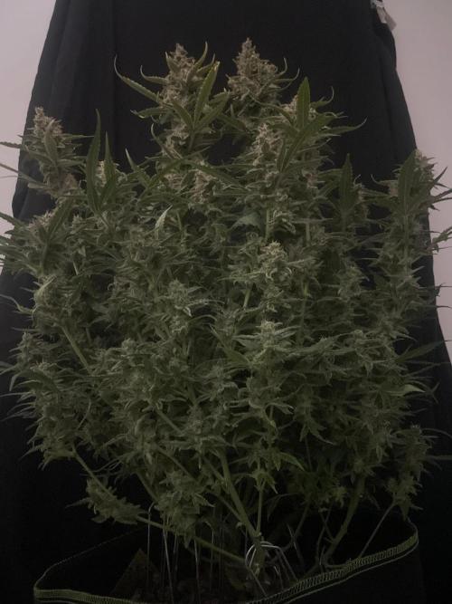 Banana Blaze Auto Dutch Passion. Week 11