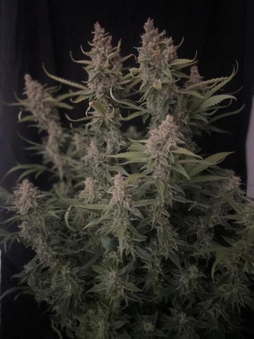 Banana Blaze Auto Dutch Passion. Week 11