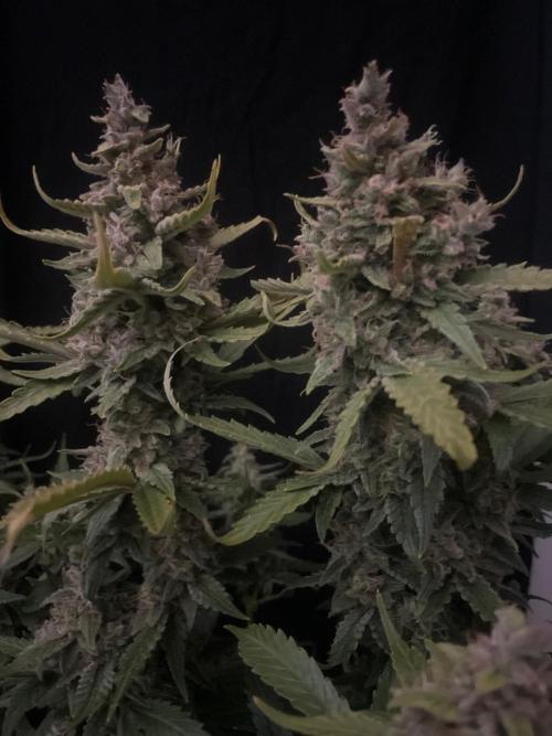 Banana Blaze Auto Dutch Passion. Week 11