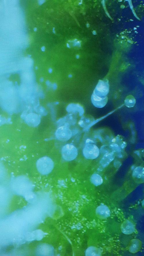 Banana Blaze Auto Dutch Passion. Week 11