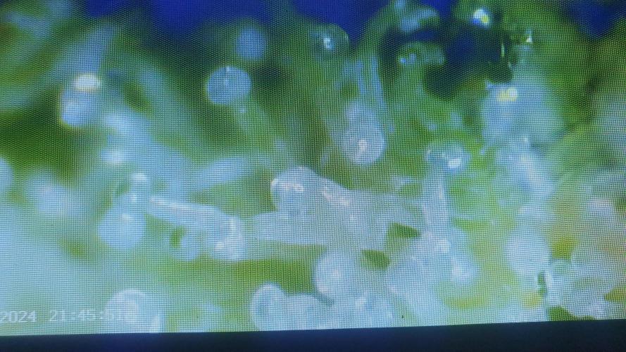 Banana Blaze Auto Dutch Passion. Week 11