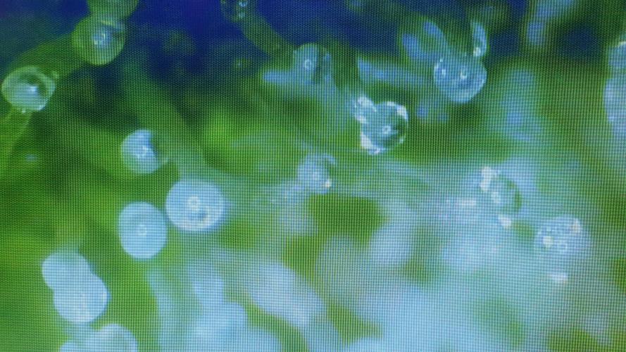 Banana Blaze Auto Dutch Passion. Week 11