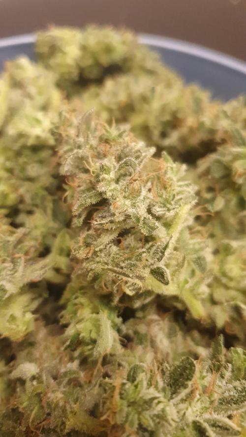 Banana Blaze Auto Dutch Passion. Week 11