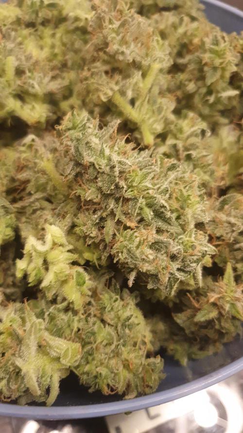 Banana Blaze Auto Dutch Passion. Week 11