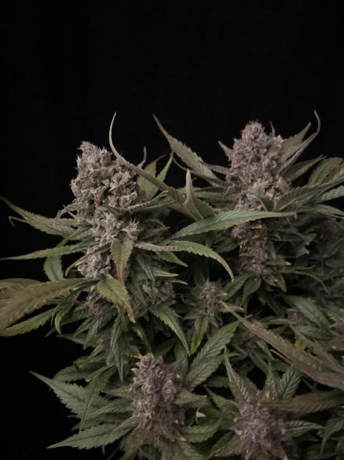 Diablo Delights XL Auto Sweetseeds. Week 11