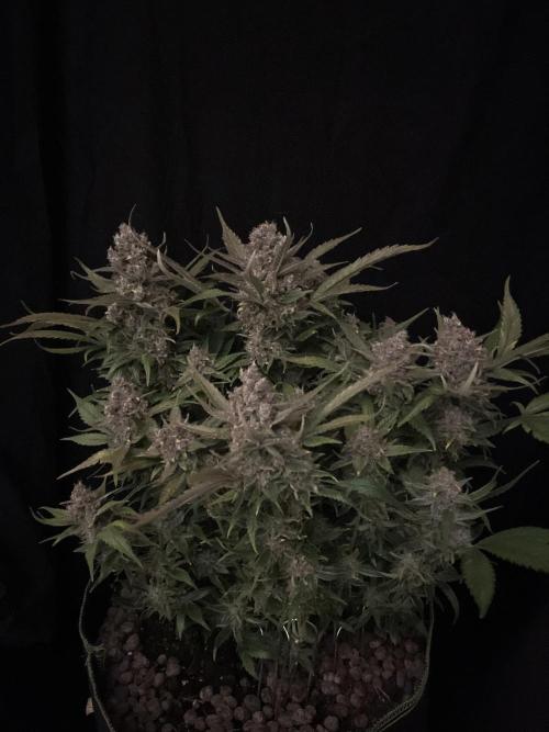 Diablo Delights XL Auto Sweetseeds. Week 11