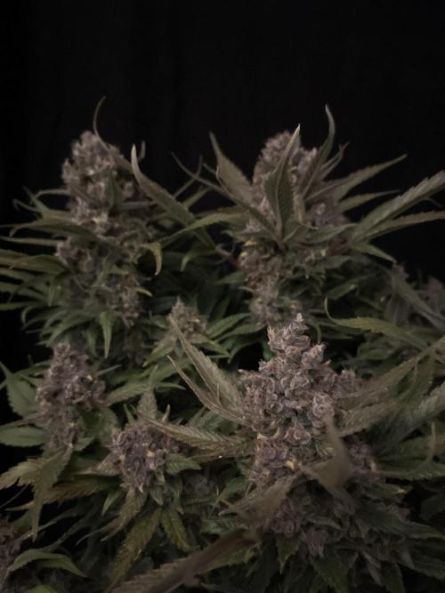 Diablo Delights XL Auto Sweetseeds. Week 11