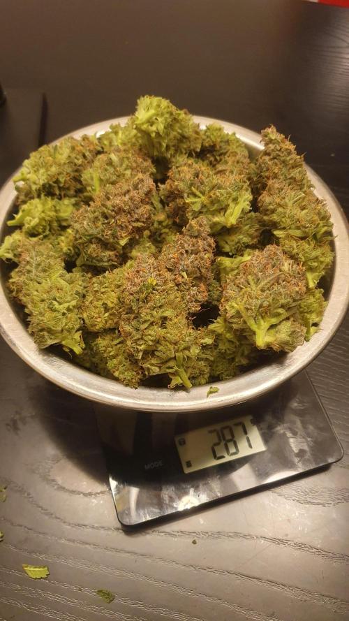 Diablo Delights XL Auto Sweetseeds. Week 11