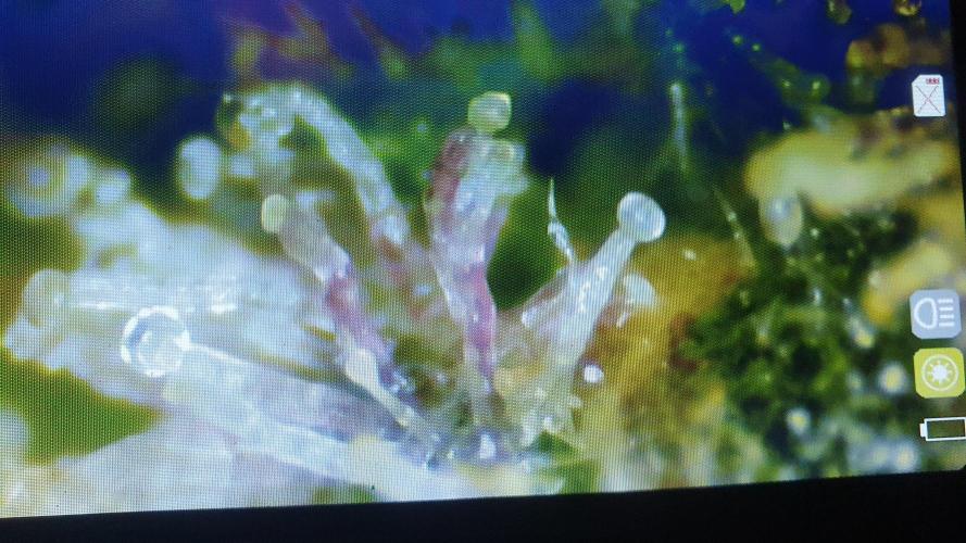 Diablo Delights XL Auto Sweetseeds. Week 11