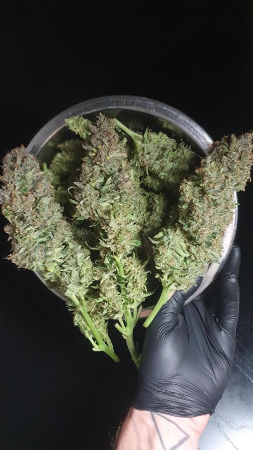 Diablo Delights XL Auto Sweetseeds. Week 11