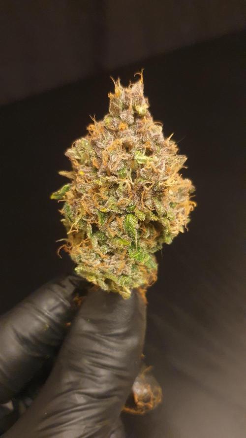 Diablo Delights XL Auto Sweetseeds. Week 11