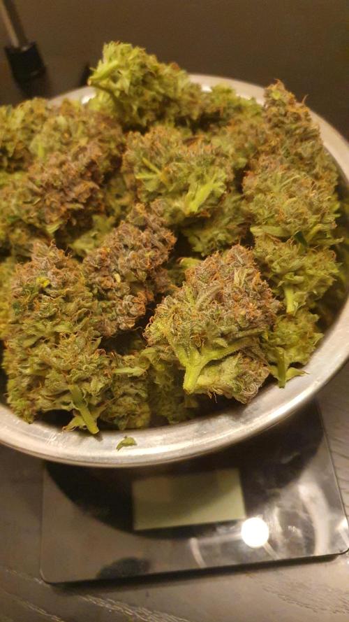 Diablo Delights XL Auto Sweetseeds. Week 11