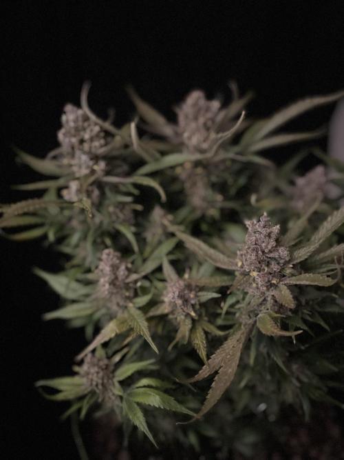 Diablo Delights XL Auto Sweetseeds. Week 11