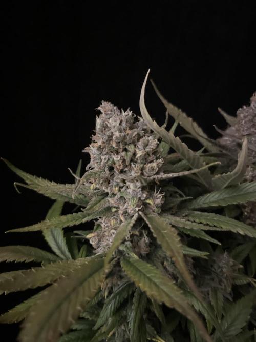 Diablo Delights XL Auto Sweetseeds. Week 11