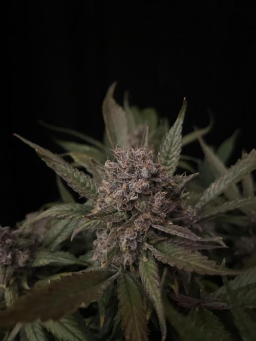 Diablo Delights XL Auto Sweetseeds. Week 11