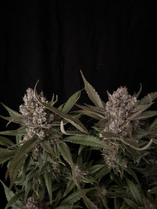 Diablo Delights XL Auto Sweetseeds. Week 11