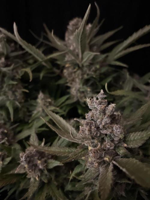 Diablo Delights XL Auto Sweetseeds. Week 11