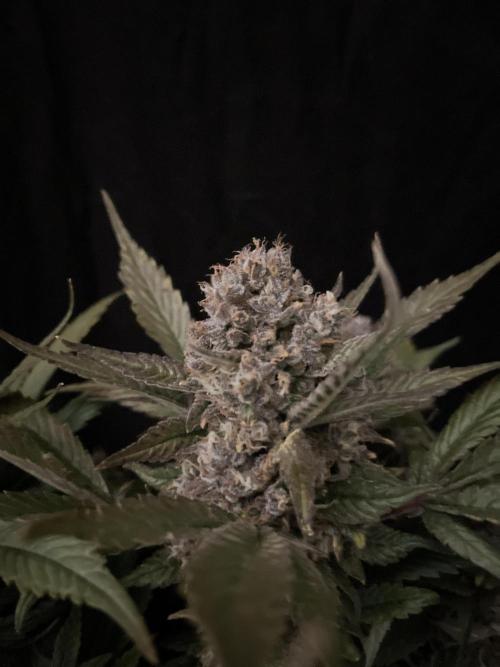 Diablo Delights XL Auto Sweetseeds. Week 11