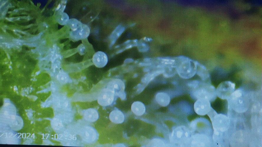 Diablo Delights XL Auto Sweetseeds. Week 11