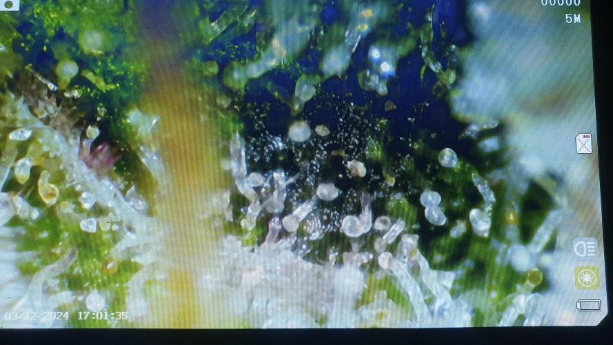 Diablo Delights XL Auto Sweetseeds. Week 11