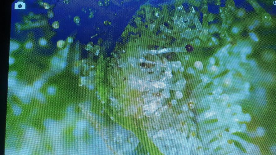 Diablo Delights XL Auto Sweetseeds. Week 11