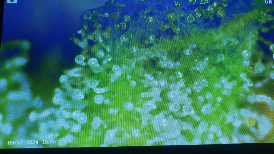 Diablo Delights XL Auto Sweetseeds. Week 11