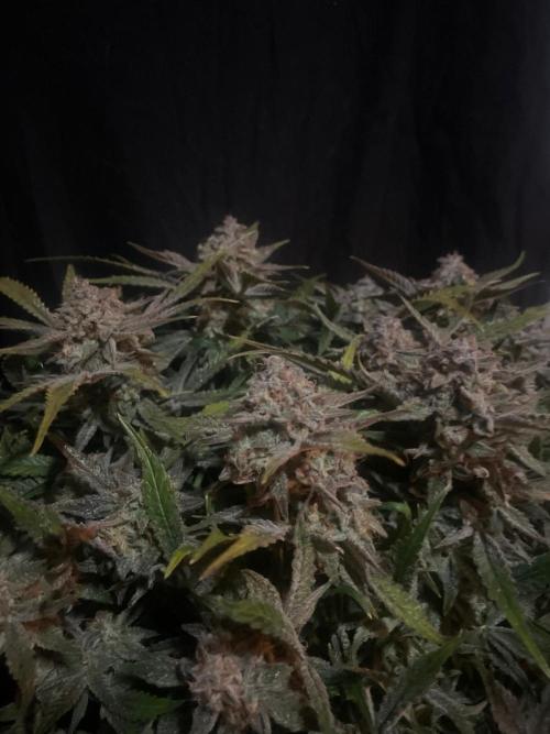 Permanent Jealousy Auto XL Sweetseeds. Week 10