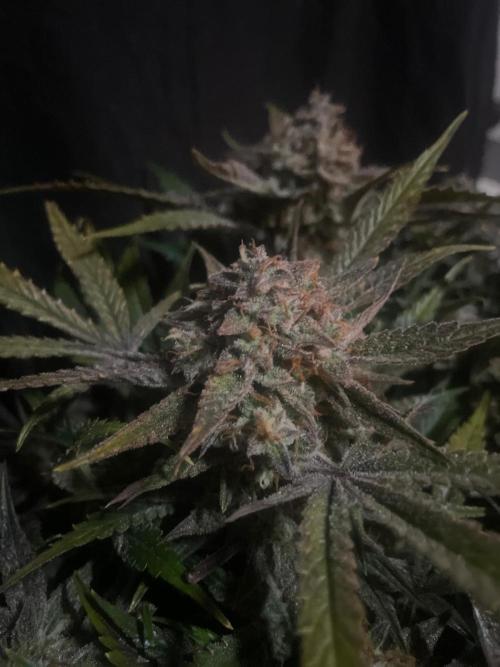 Permanent Jealousy Auto XL Sweetseeds. Week 10