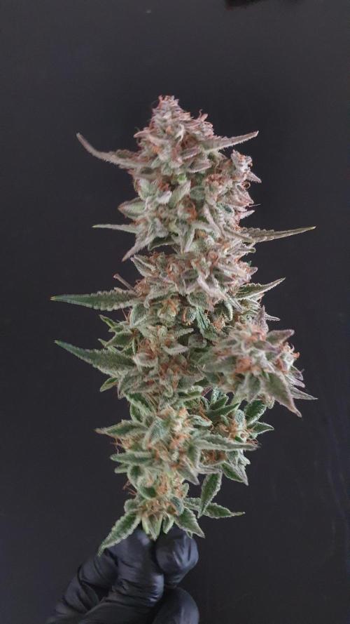 Permanent Jealousy Auto XL Sweetseeds. Week 10