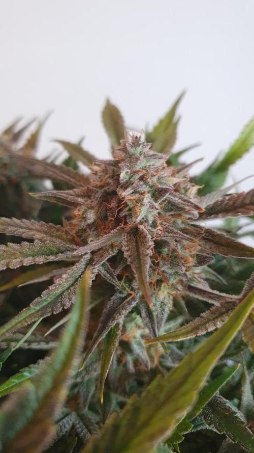 Permanent Jealousy Auto XL Sweetseeds. Week 10