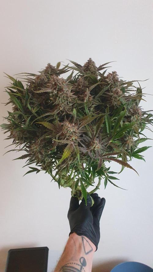 Permanent Jealousy Auto XL Sweetseeds. Week 10