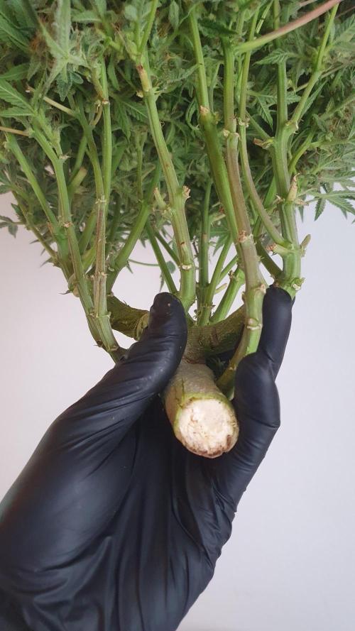 Permanent Jealousy Auto XL Sweetseeds. Week 10