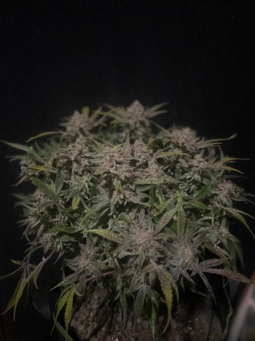 Permanent Jealousy Auto XL Sweetseeds. Week 10