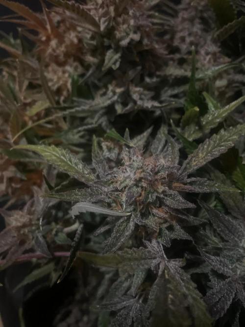 Permanent Jealousy Auto XL Sweetseeds. Week 10