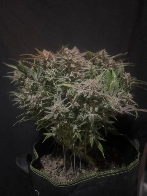 Permanent Jealousy Auto XL Sweetseeds. Week 10