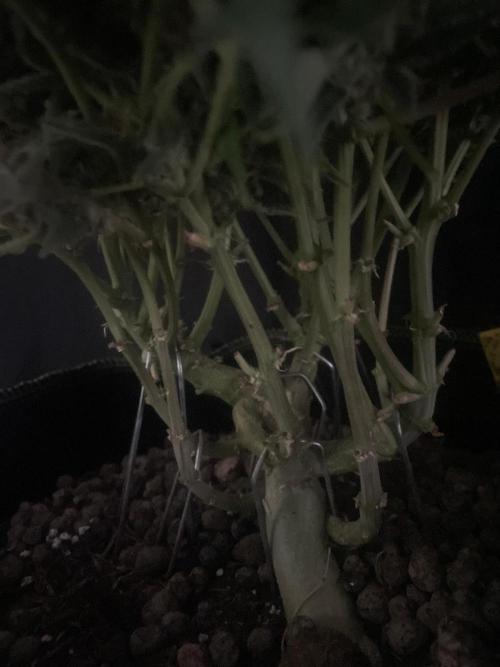 Permanent Jealousy Auto XL Sweetseeds. Week 10