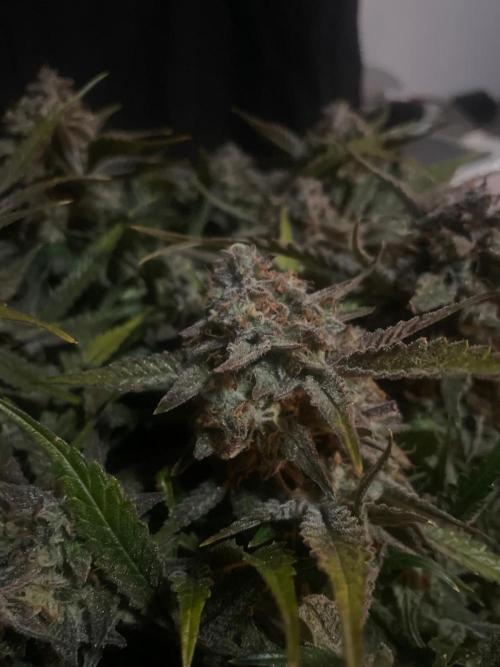 Permanent Jealousy Auto XL Sweetseeds. Week 10