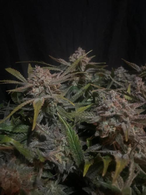 Permanent Jealousy Auto XL Sweetseeds. Week 10