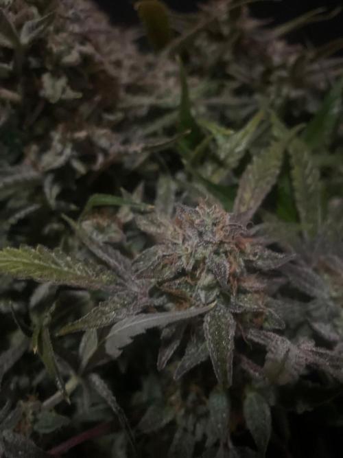 Permanent Jealousy Auto XL Sweetseeds. Week 10