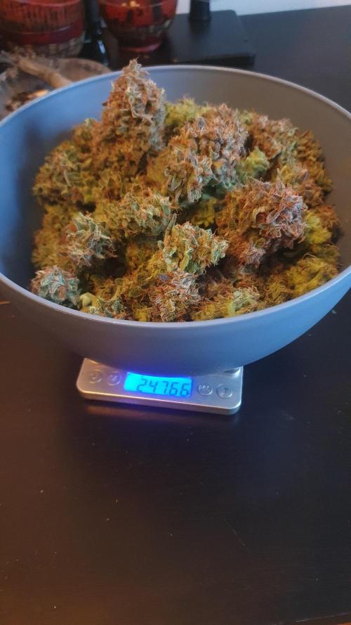 Permanent Jealousy Auto XL Sweetseeds. Week 10