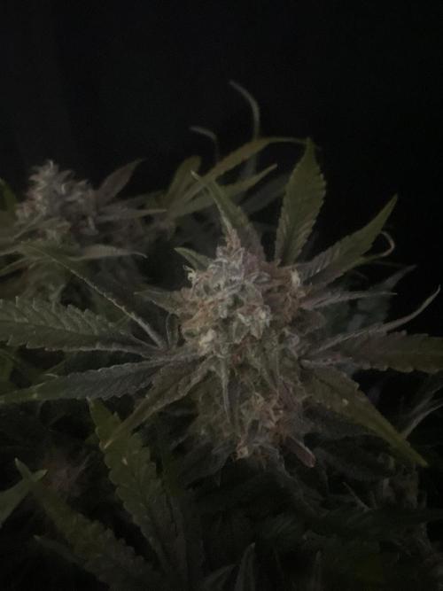 Permanent Jealousy Auto XL Sweetseeds. Week 10