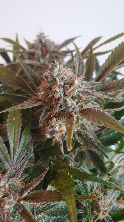 Permanent Jealousy Auto XL Sweetseeds. Week 10