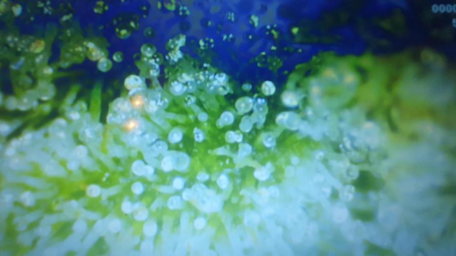 Permanent Jealousy Auto XL Sweetseeds. Week 10