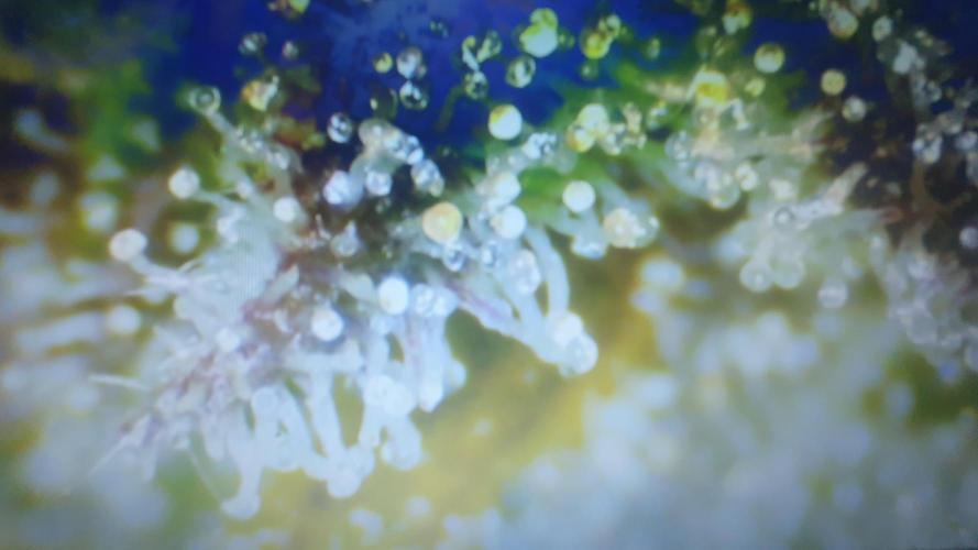 Permanent Jealousy Auto XL Sweetseeds. Week 10