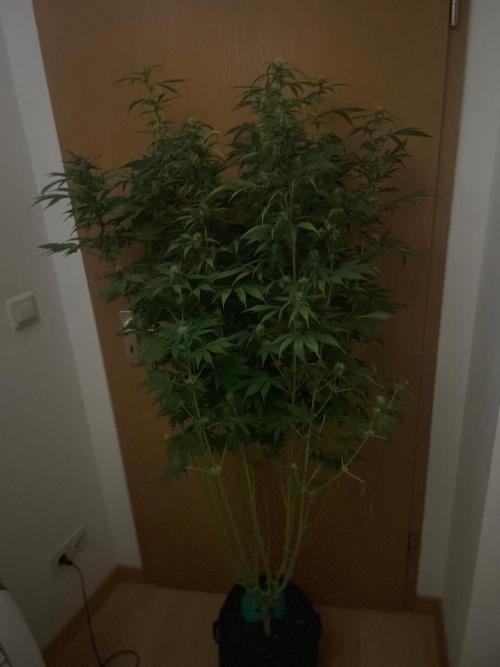 Monster Maker Sweet Seeds. Week 10