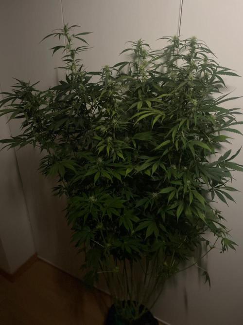 Monster Maker Sweet Seeds. Week 10