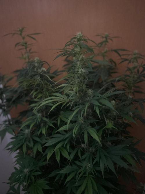 Monster Maker Sweet Seeds. Week 10