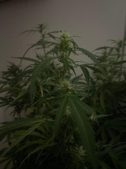 Monster Maker Sweet Seeds. Week 10
