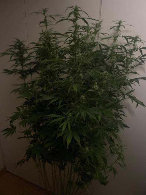 Monster Maker Sweet Seeds. Week 10